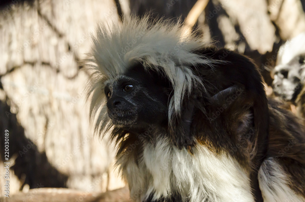 Cotton top tamarin