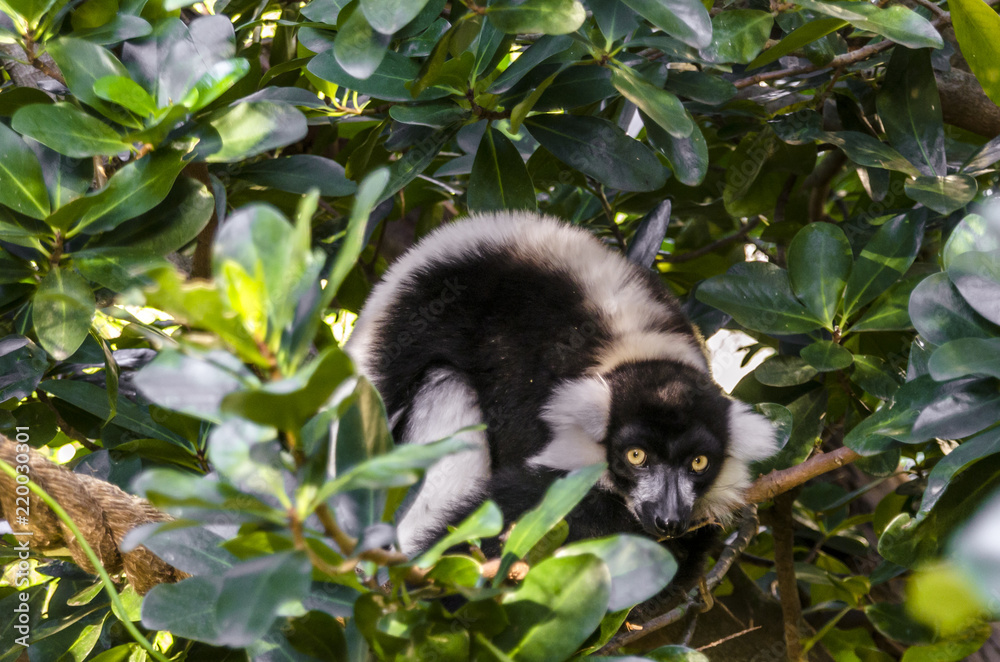 Fototapeta premium Black and White Ruffed Lemur