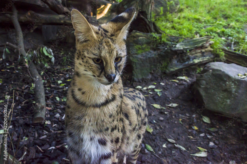 Obraz premium Beautiful serval cat
