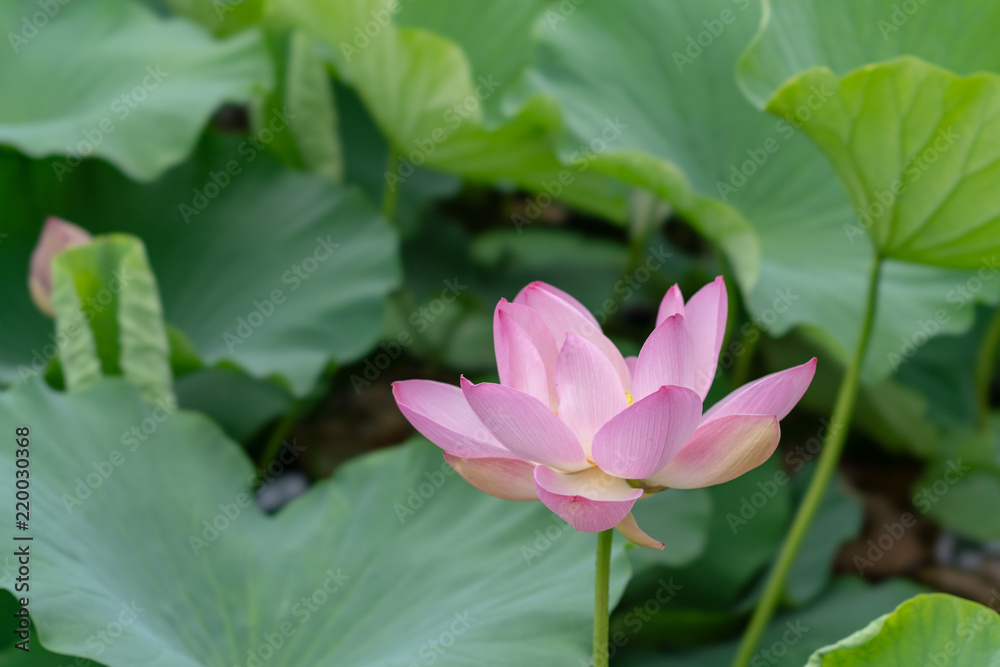 北限の蓮花（2018）