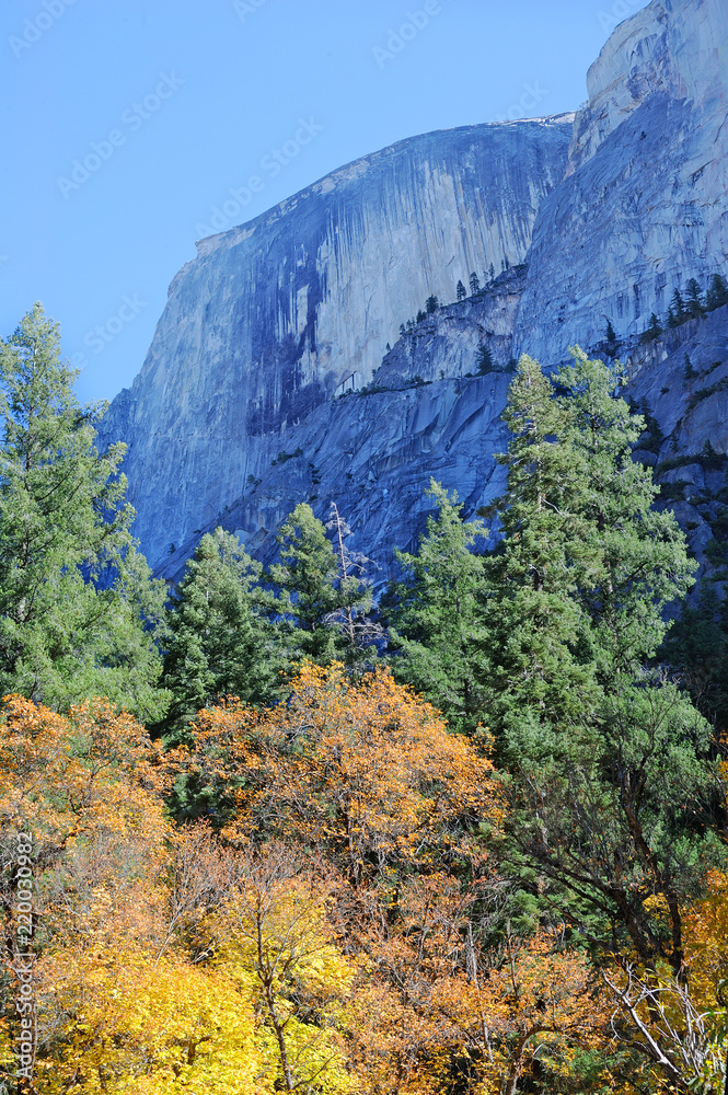 Pine trees and fall foliage beneath Half Dome in Yosemite Valley National Park.
