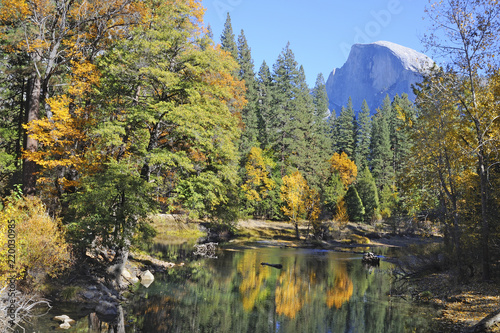 Fototapeta Naklejka Na Ścianę i Meble -  A reflection of Half Dome in the Merced River mirrors the autumn foliage changing color in Yosemite Valley National Park.