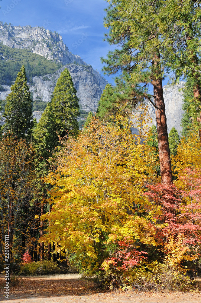 Pine trees and fall foliage frame a granite mountainside in Yosemite Valley National Park.