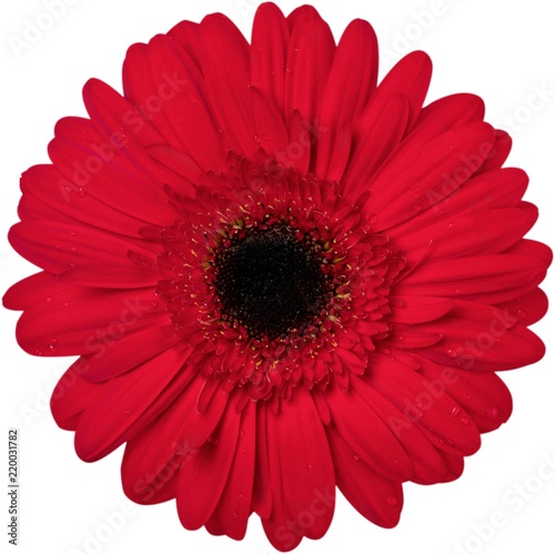 Red Gerbera Daisy