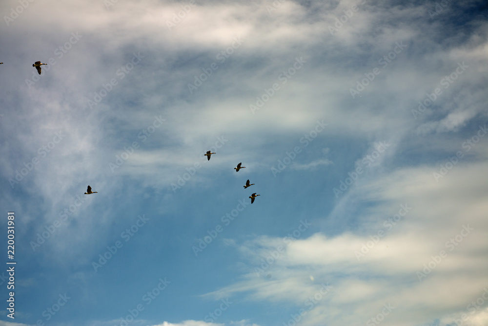Gaggle of Canada geese flying on a sunny day Gaggle of Canada geese flying on a sunny day