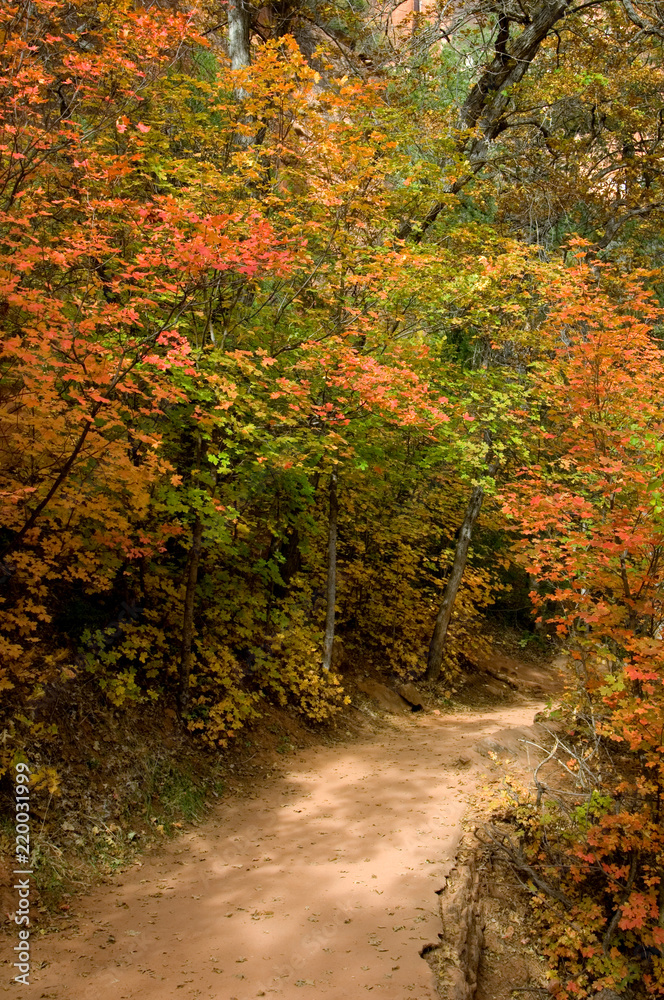 Brilliant fall foliage lines a dirt trail in Zion National Park, Utah. Brilliant fall foliage lines a dirt trail in Zion National Park, Utah.