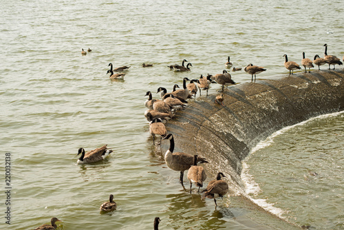 Tableau sur toile Canada geese on edge of Pymatuning reservoir spillway