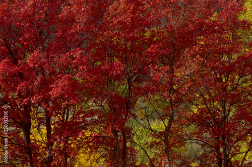 Crimson Big Tooth Maples dot the Zion Canyon Scenic Drive during fall in Zion National Park.