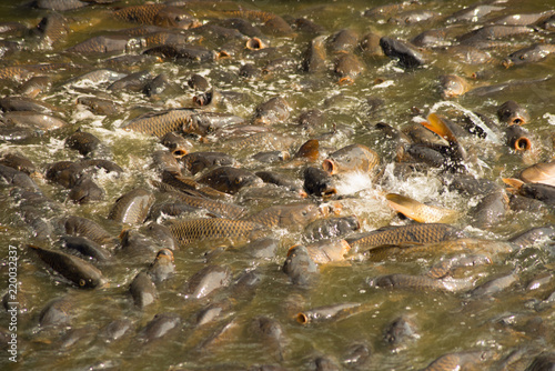 Large number of carp feeding at pymatuning reservoir photo