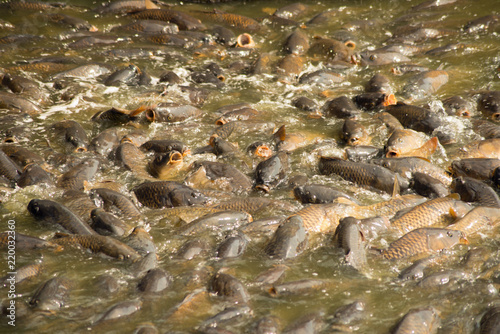 Large number of carp feeding frenzy at the Pymatuning reservoir spillway