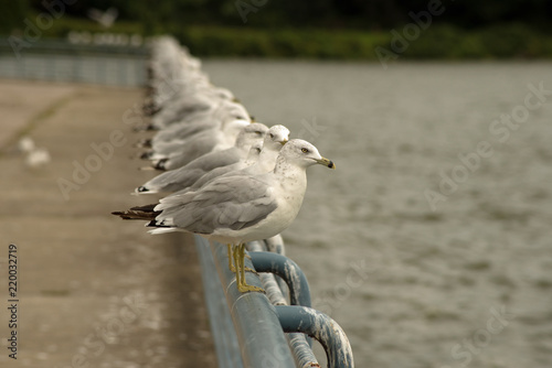 Colony of seagulls lined up in a row on steel railing at Pymatuning reservoir spillway