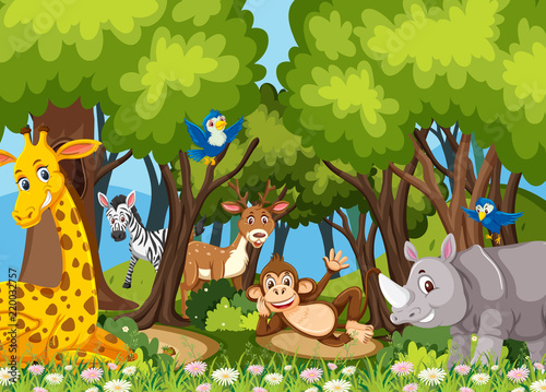 Animals in the jungle