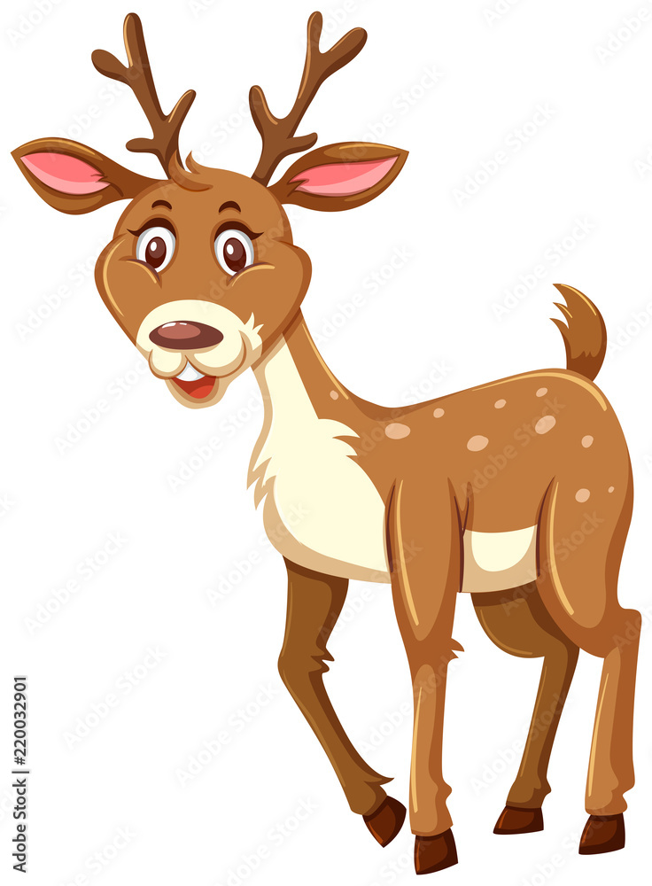 A cute deer on white background