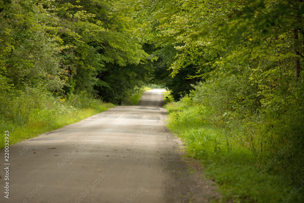 Fototapeta premium Rural Pennsylvania road under tree canopy