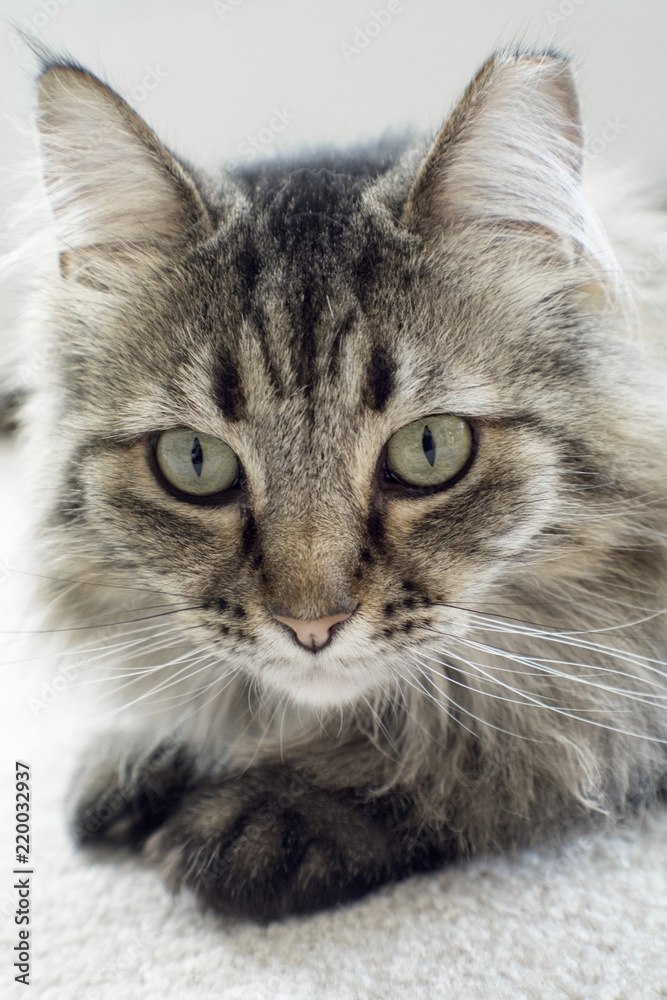beautiful black and white maine coon cat 