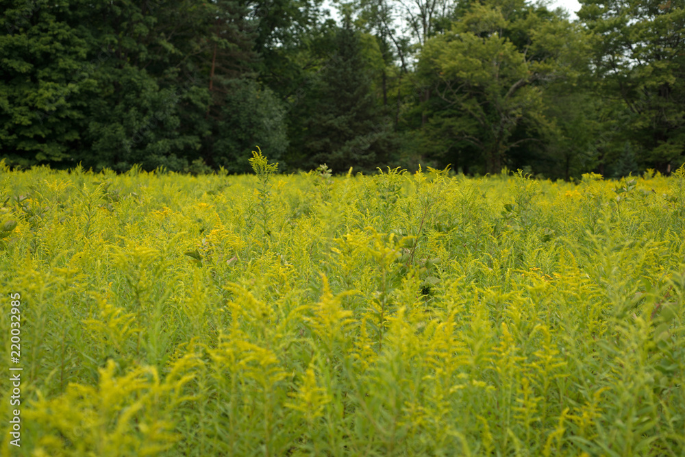 Field of yellow wild flowers in bloom Field of yellow wild flowers in bloom