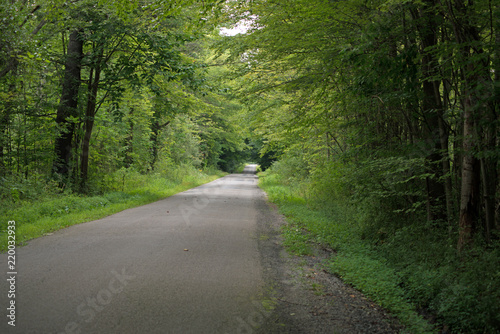 Pennsylvania country road under tree canopy