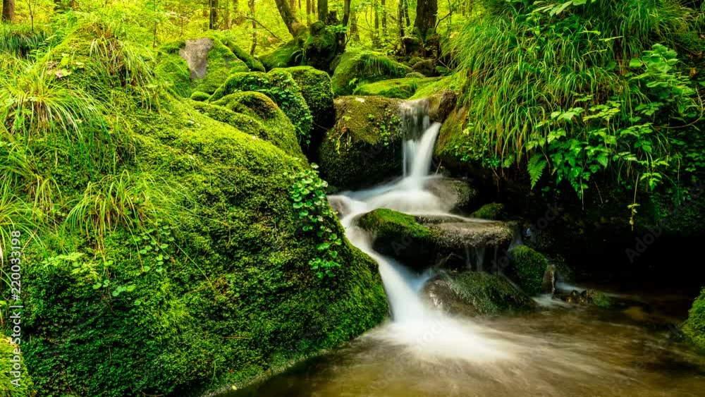 It expresses beautiful green mossy valley as Time lapse. Tiltdown It expresses beautiful green mossy valley as Time lapse. Tiltdown