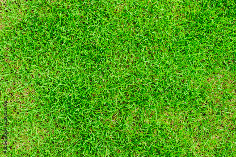 Fototapeta premium Green grass texture background, Green grass natural, Background texture