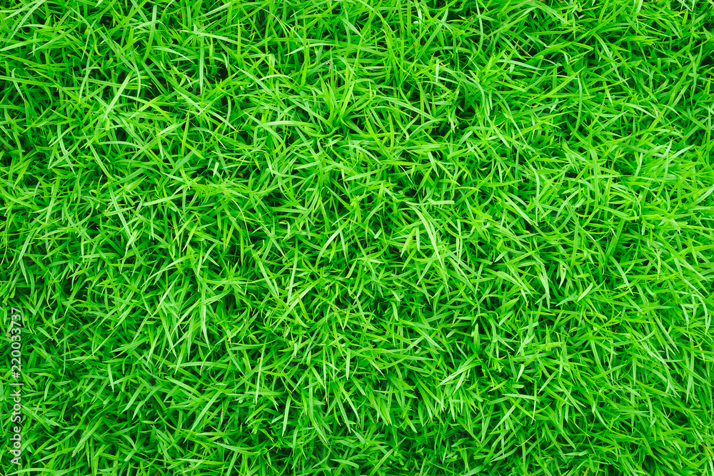 Green grass texture background, Green grass natural, Background texture Green grass texture background, Green grass natural, Background texture