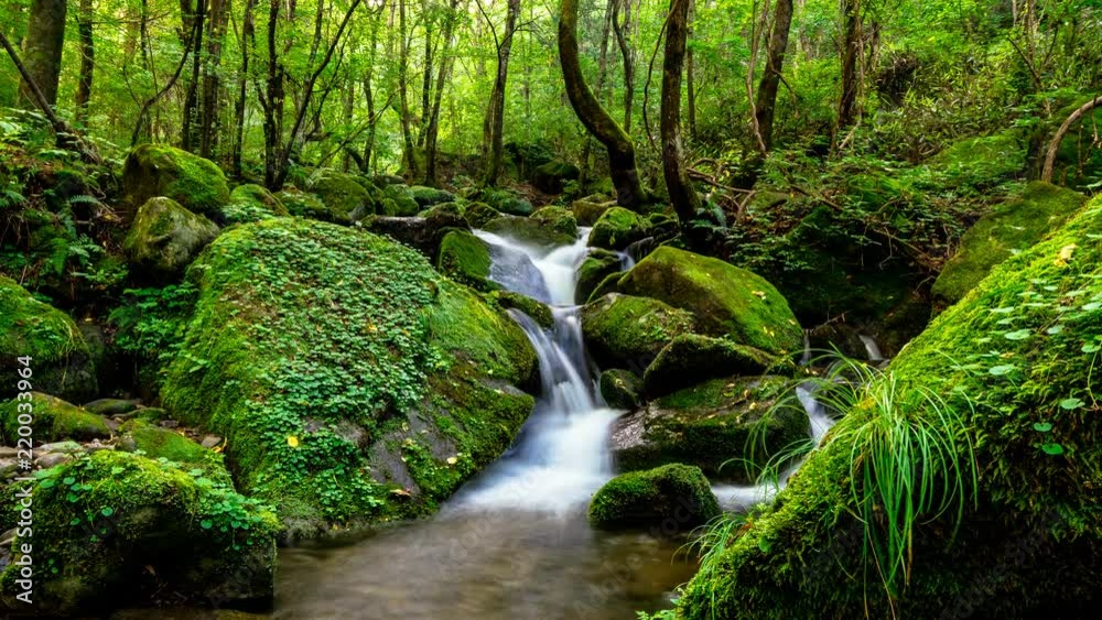 It expresses beautiful green mossy valley as Time lapse. Zoom out It expresses beautiful green mossy valley as Time lapse. Zoom out