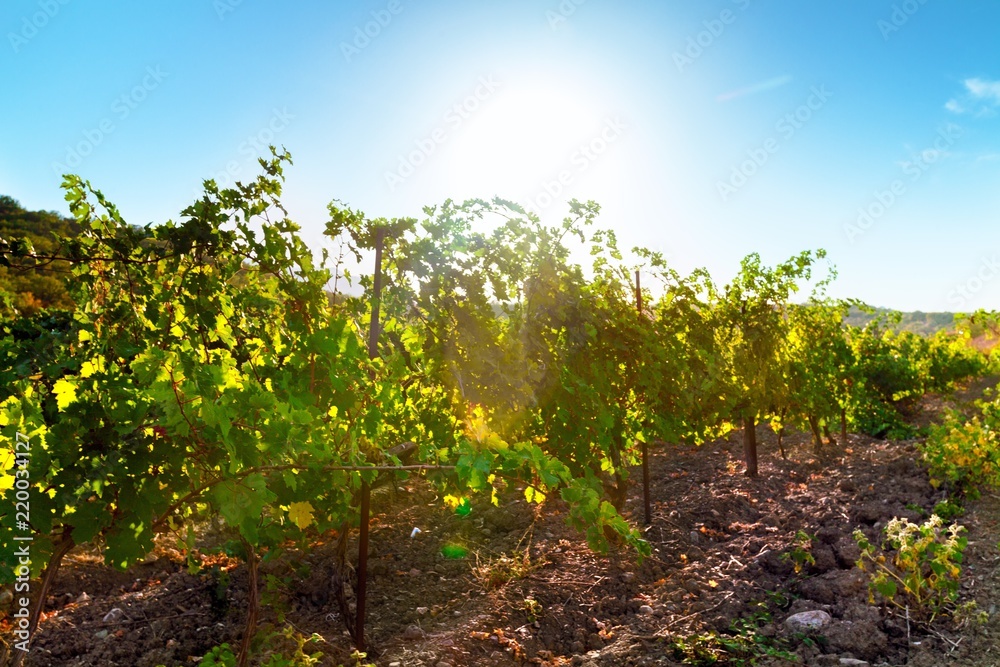 Vineyard Scenery During Day