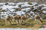 Vicunas mammals grazing pasture over Lauca National Park meadows with the volcanoes on the far distance during a winter day, Atacama Desert, Chile 