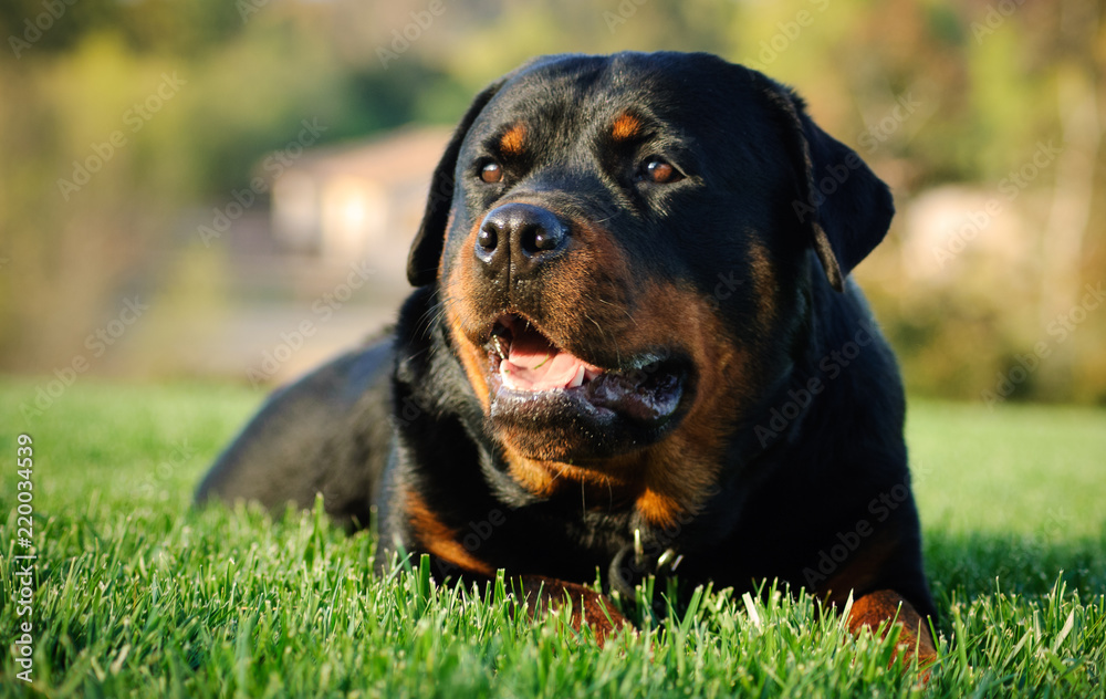 Rottweiler dog outdoor portrait lying down in green grass Rottweiler dog outdoor portrait lying down in green grass