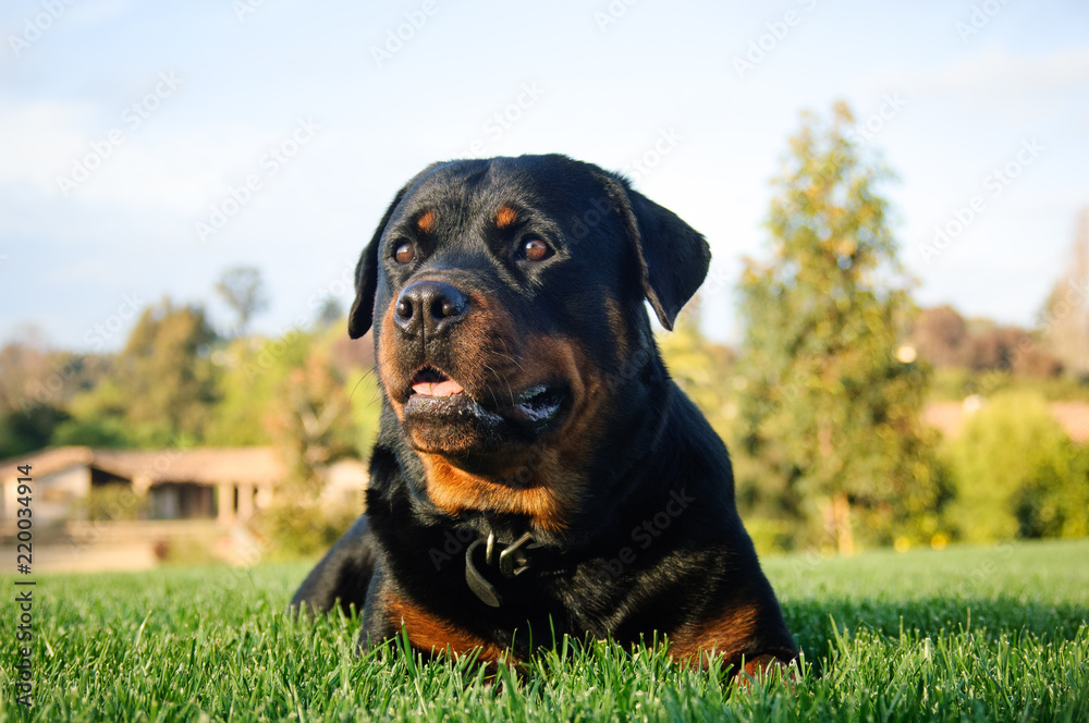Rottweiler dog outdoor portrait lying down in grass