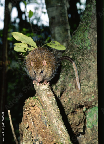 ケナガネズミ、国の天然記念物、夜行性 photo