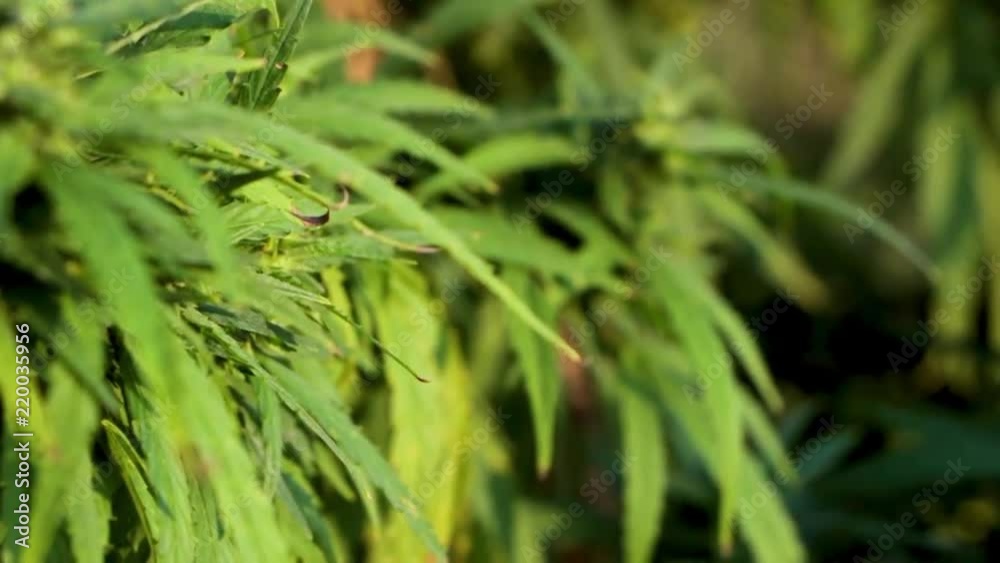 A sprig of cannabis with seeds, and beautiful green leaves. close up A sprig of cannabis with seeds, and beautiful green leaves. close up