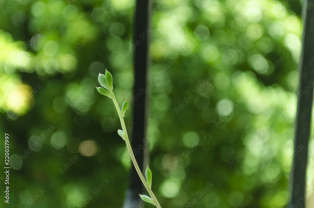 small shoot of plant leaves with bokeh 18-55mm small shoot of plant leaves with bokeh 18-55mm