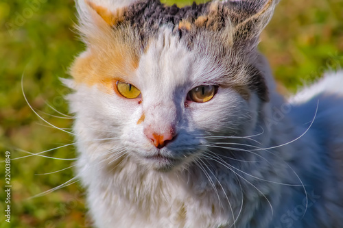 Animales
