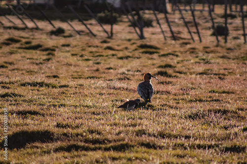 Animales