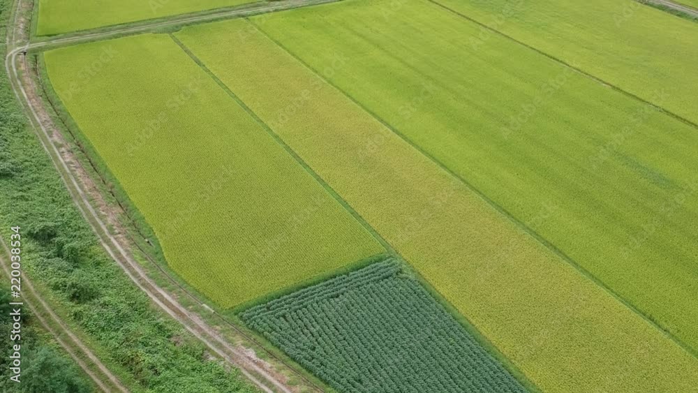 秋の田園風景　空撮　移動撮影　ドローン　稲穂　秋田県