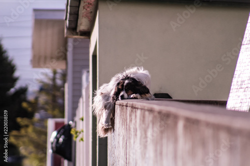 Animales
