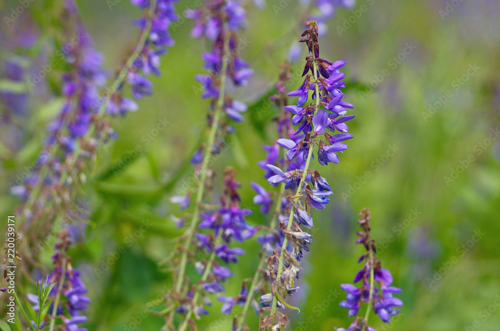 Violet flowers in the field Violet flowers in the field