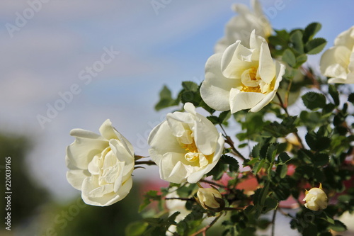 Flowering brier on a blue sky background