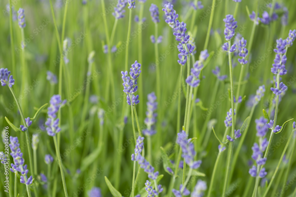 Obraz premium small lavender flowers in a meadow
