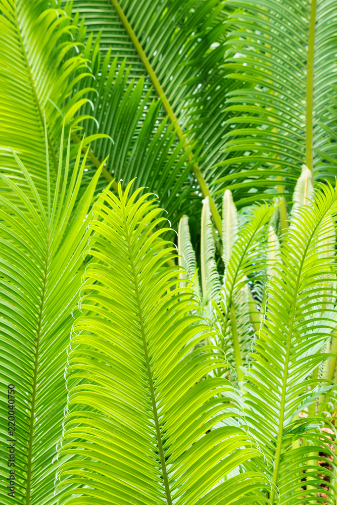 close up of backlit tropical palm tree leaves close up of backlit tropical palm tree leaves