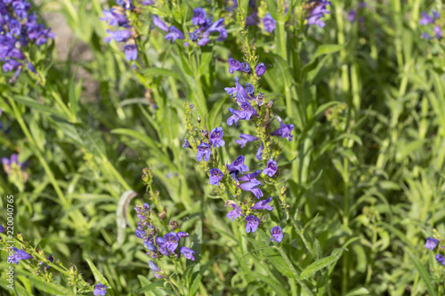 Purple flowers in a field