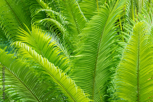closeup of bright green palm tree leaves 
