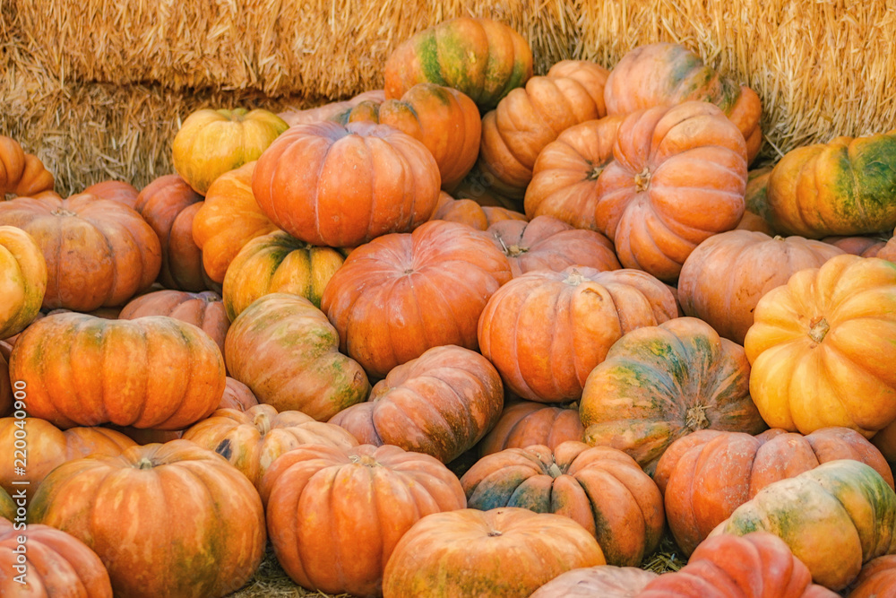 Pile of Fairytale Pumpkins