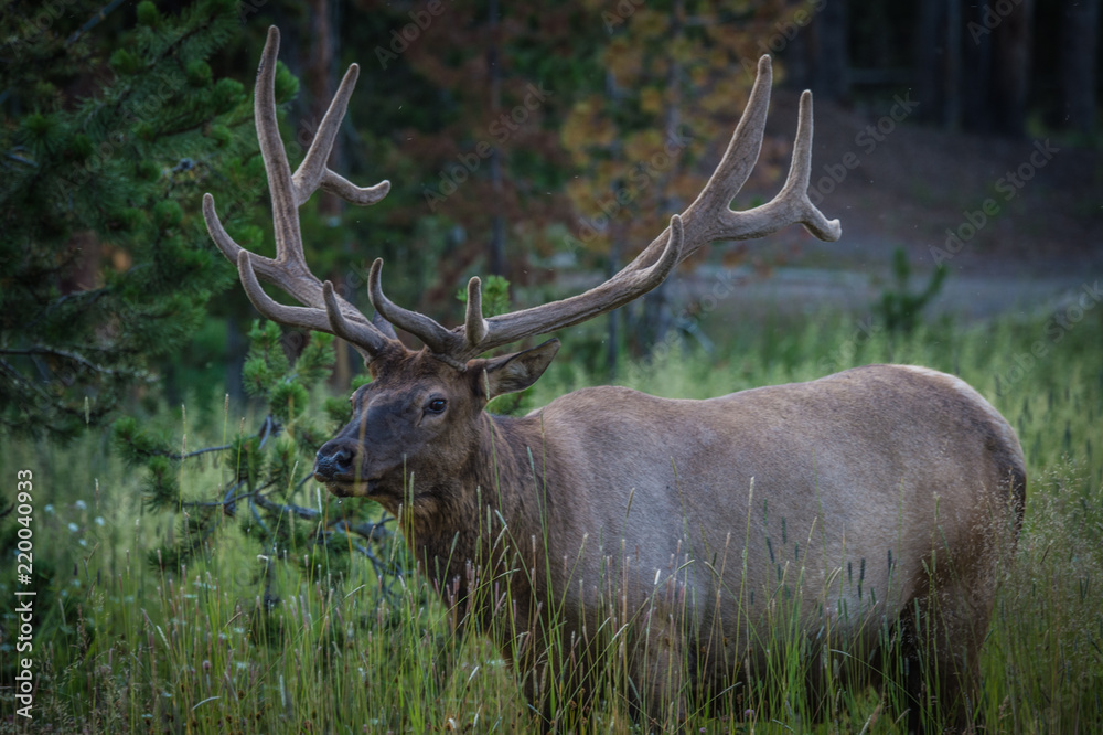 Elk