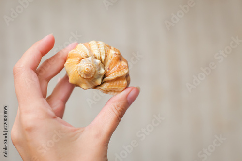 Beautiful shell in her hand. geometric shape of shells