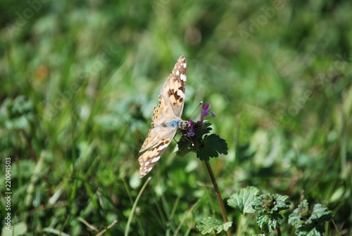 Butterfly in Field