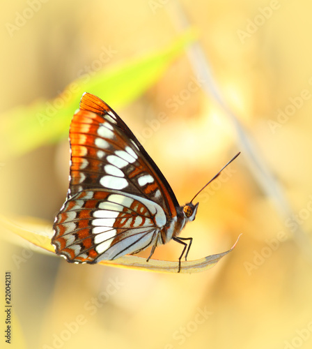 Lorquin Admiral Butterfly photo