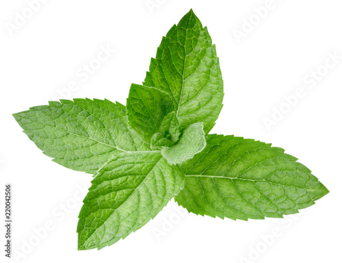 mint leaves isolated