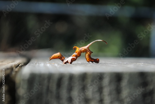 Photography Curve-lined Owlet Caterpillar