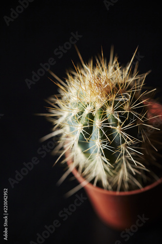 cactus in pot